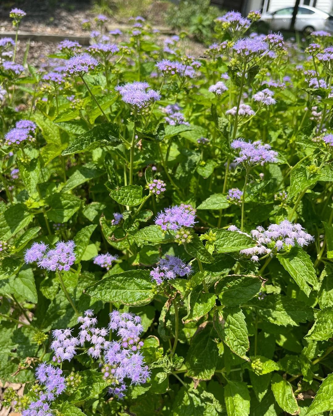 Blue Mistflower featuring vibrant purple blooms and lush green foliage.