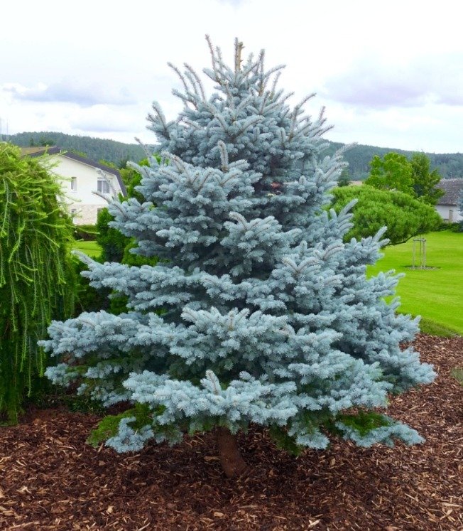 Blue Spruce (Picea pungens) tree with silvery-blue needles and conical shape in a garden setting.