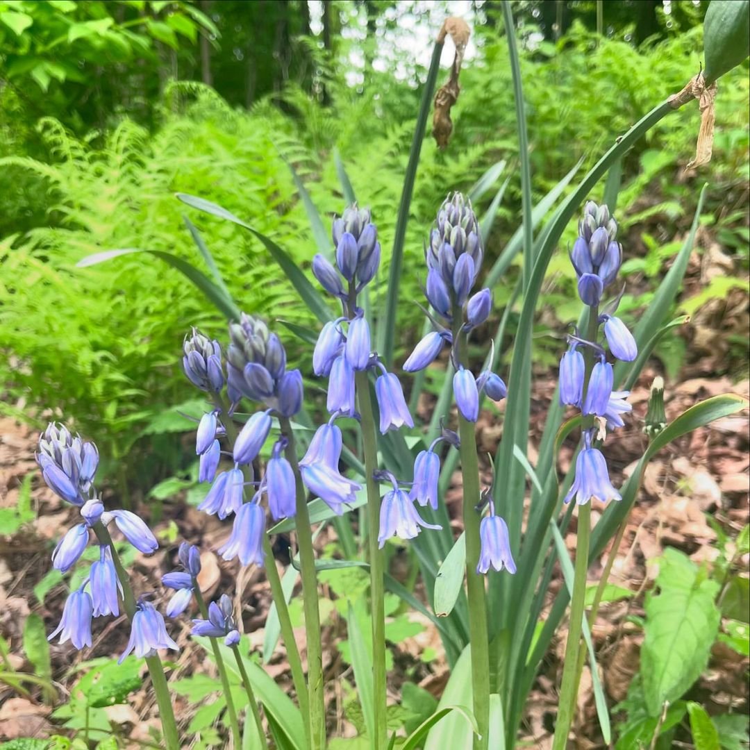  Bluebells in bloom, Hyacinthoides non-scripta, vibrant blue flowers in a forest setting.