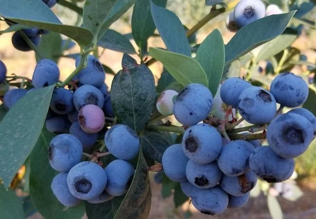 Blueberry Basics: From Planting to Picking