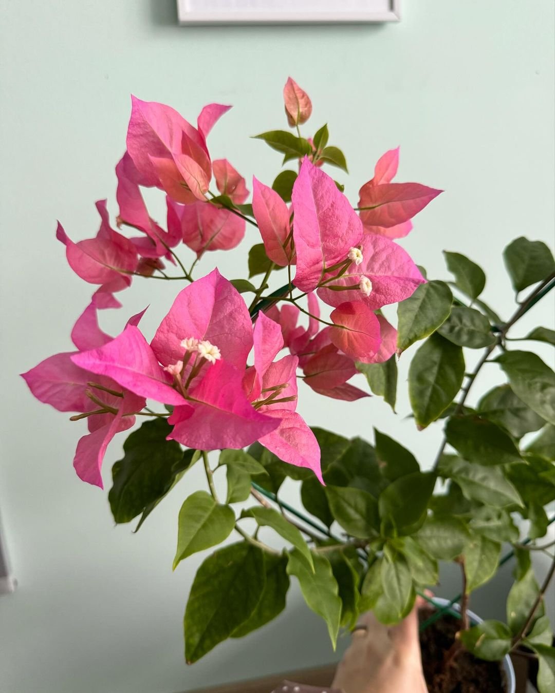 Bougainvillea plant with pink flowers in a vase.