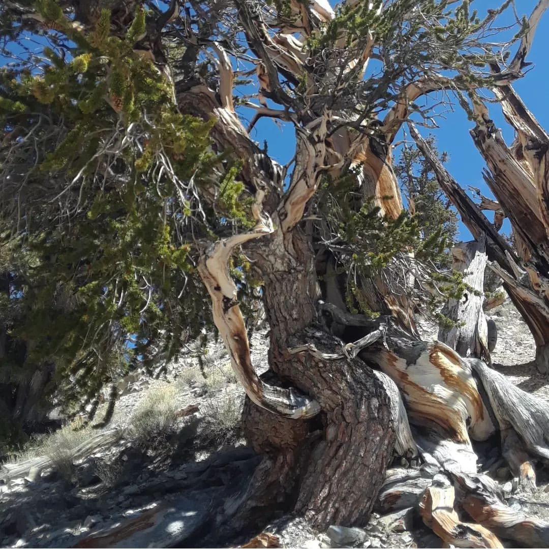 Bristlecone Pine tree with sprawling branches and roots on a mountain