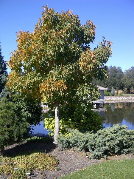 A Buckeye tree with vibrant leaves and a serene pond in the background.

