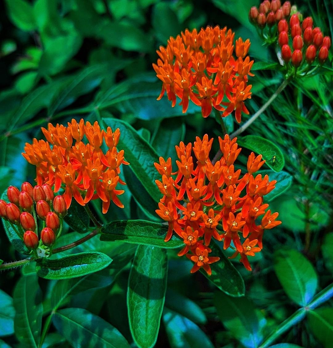 Butterfly Weed (Asclepias tuberosa): Vibrant orange flowers attract butterflies. Green leaves on a tall stem.

