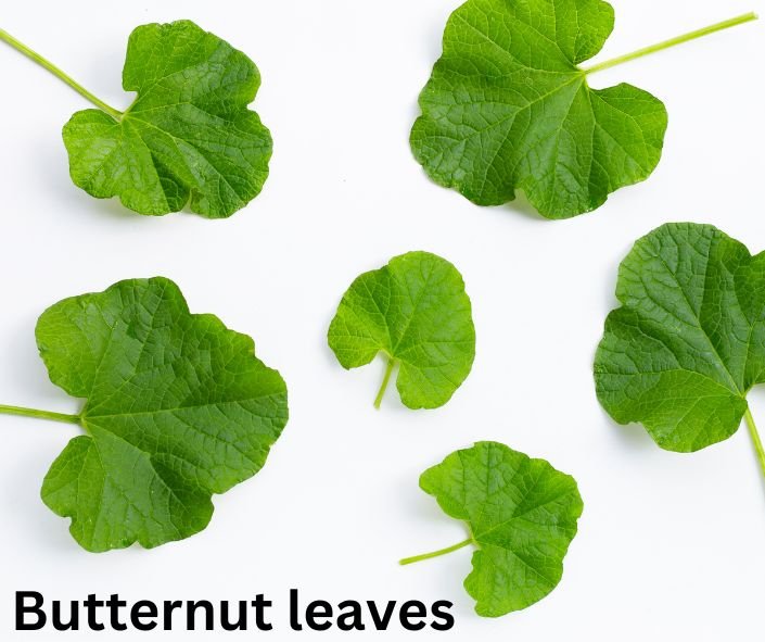 White background with butterleaf leaves in butternut shape.