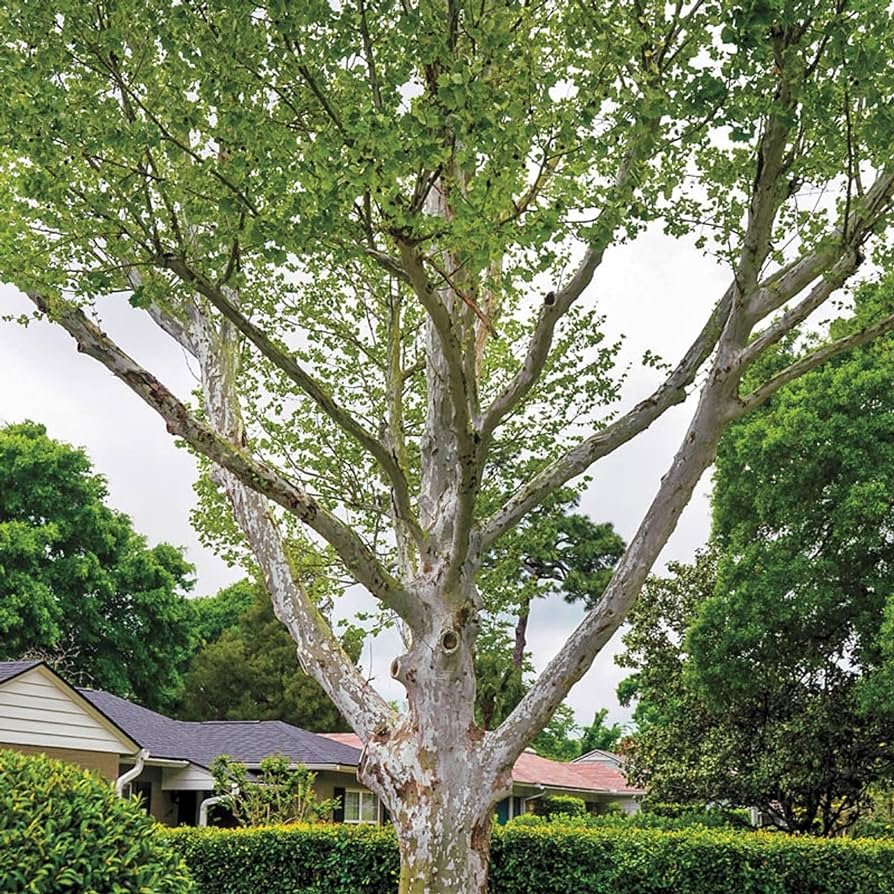 Buttonwood tree (Platanus occidentalis) standing tall in front of a house.