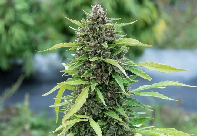How to Grow CBD Flower at Home: A Step-by-Step Guide
