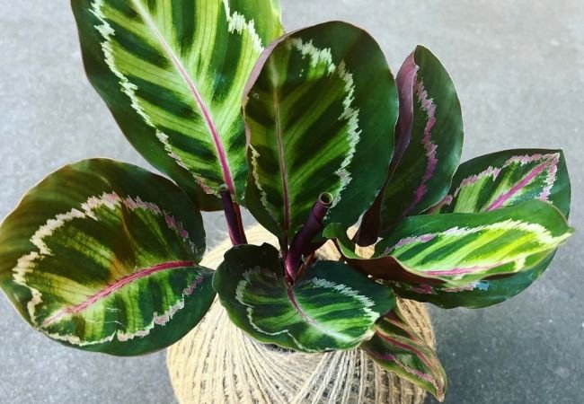 Calathea Roseopicta: Everything You Need to Know