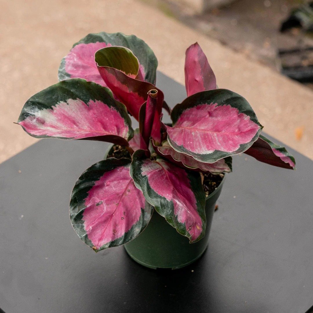 A Calathea roseopicta plant in a black pot with pink and green leaves.
