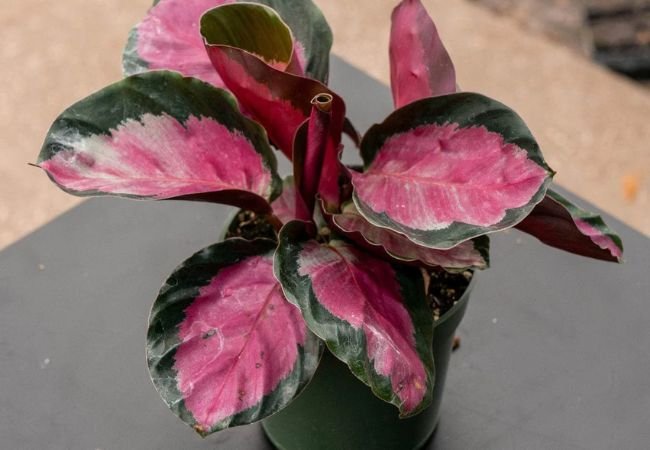 Calathea Roseopicta Care: From Basics to Advanced Techniques
