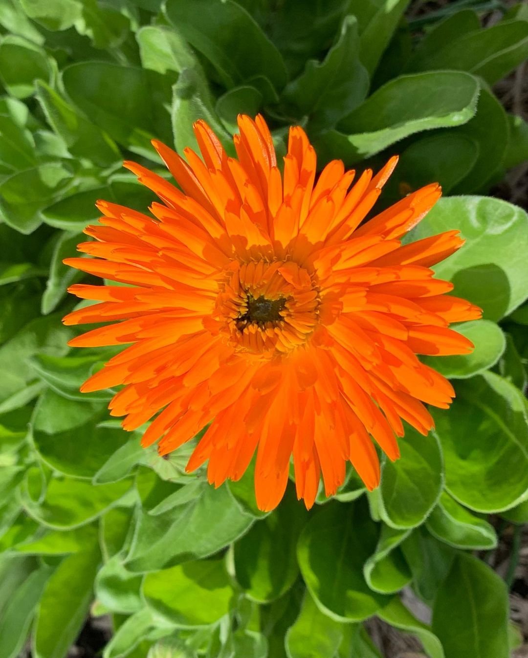  Bright orange Calendula flower (Calendula officinalis) with delicate petals and green leaves.