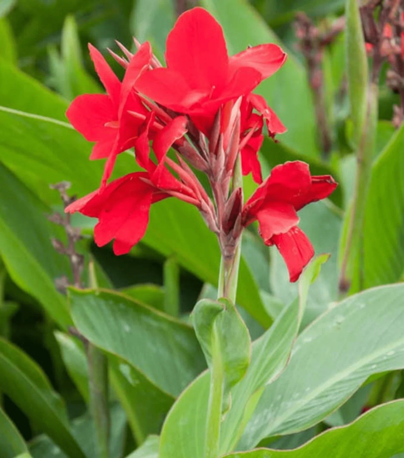 Red Canna Lily flower surrounded by green leaves.