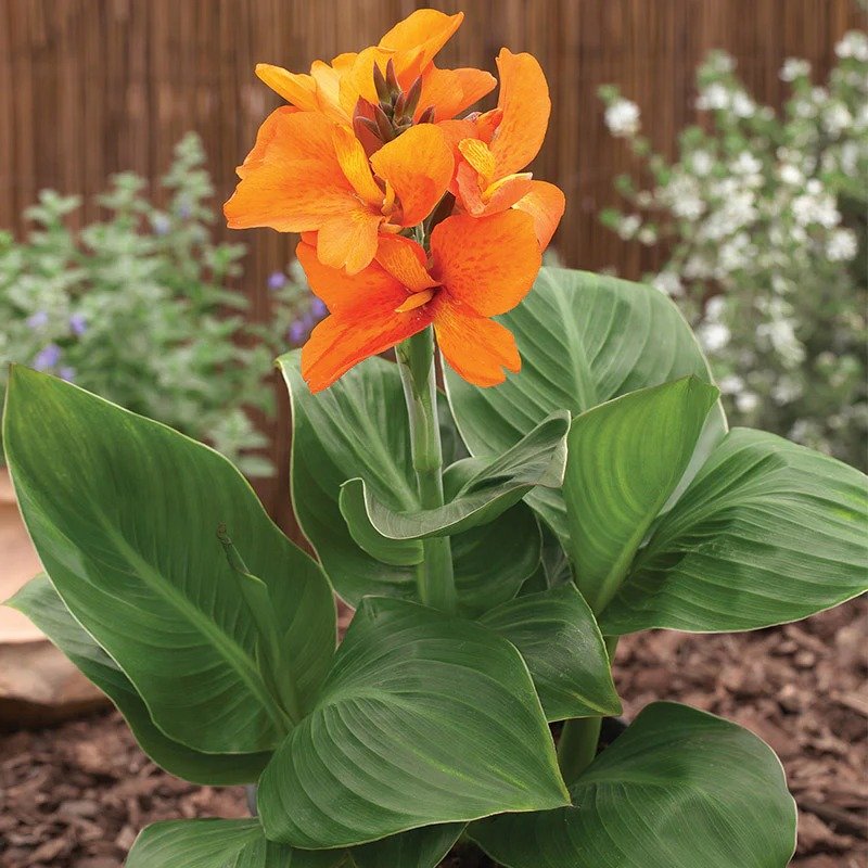 Orange Canna Lily (Canna spp.) with vibrant orange petals and green leaves in full bloom.