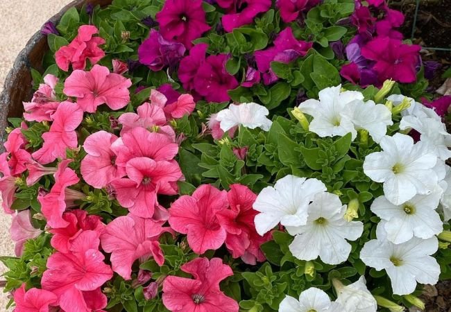 The Ultimate Guide to Growing and Caring for Petunias