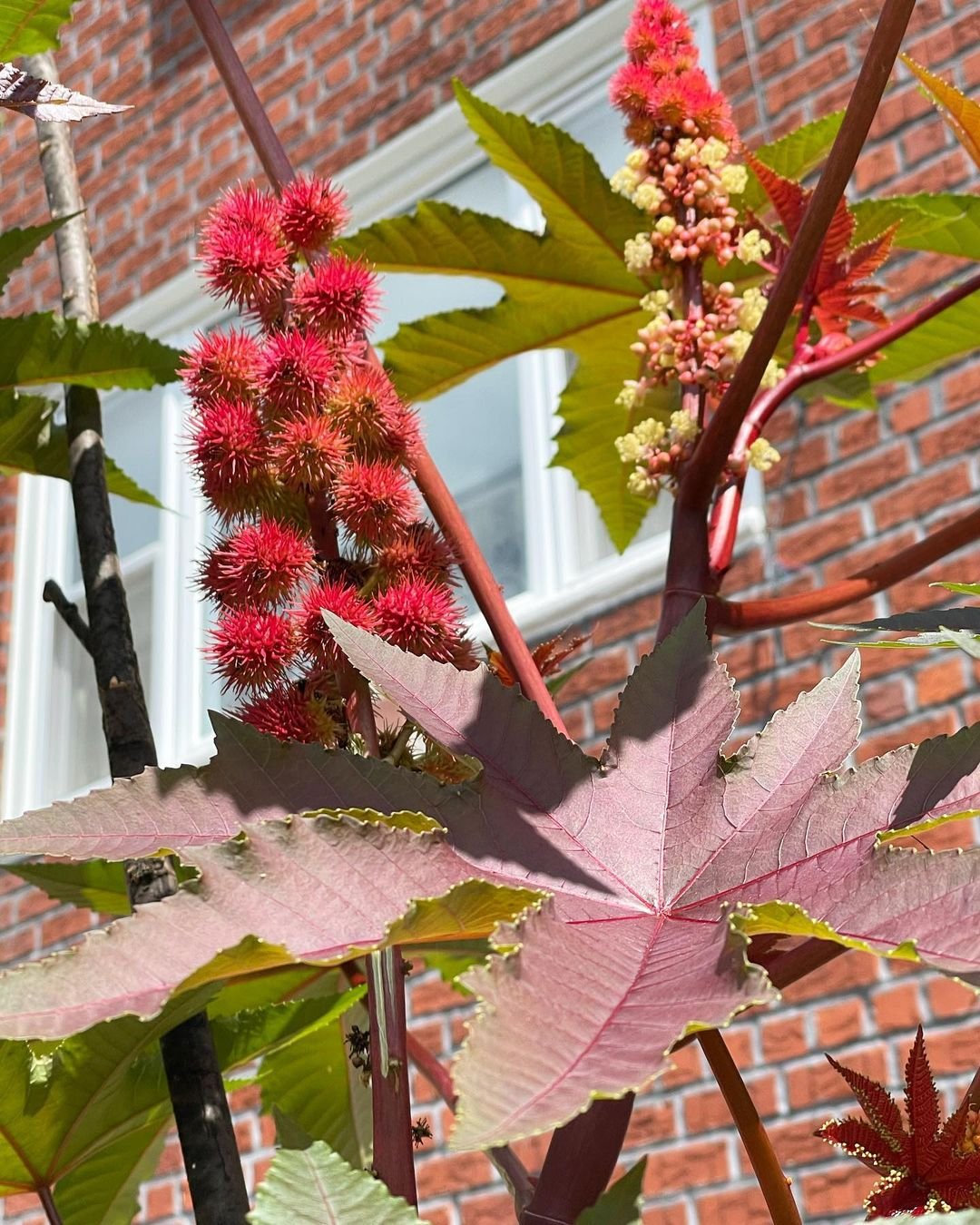 Red-flowered Castor Bean Plant in Nature's  front of brick building.