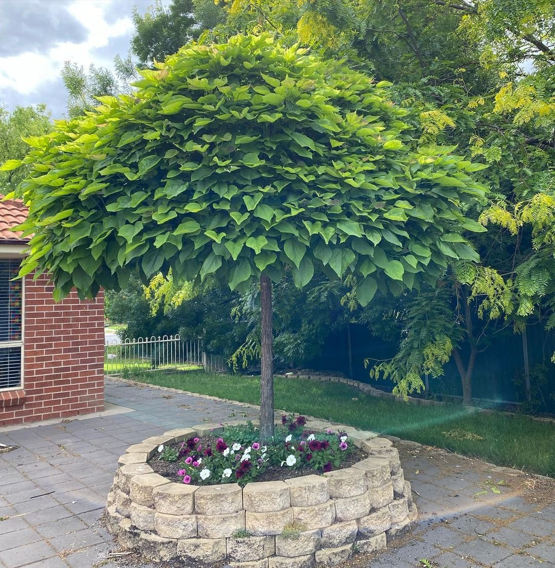 A Catalpa tree stands tall with a flower bed in front, enhancing the beauty of a brick building.

