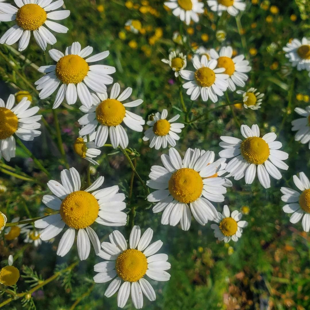  White and yellow chamomile daisies blooming in a field.