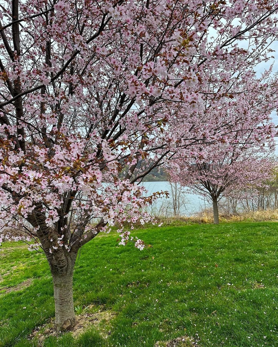 Cherry blossoms in bloom at the Washington Monument with a cherry tree in the foreground.