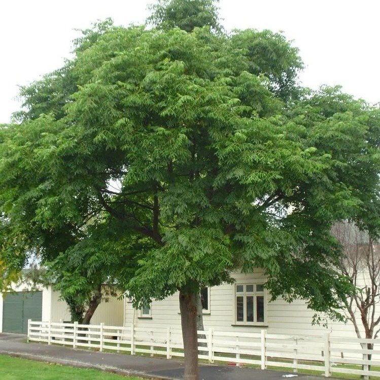 Chinaberry tree standing tall in front of a house, creating a picturesque view