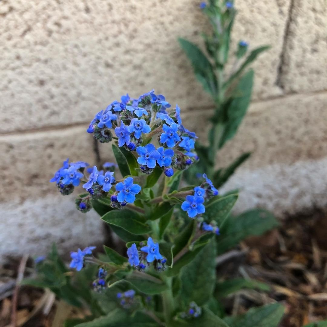 Chinese Forget-Me-Not (Cynoglossum amabile)