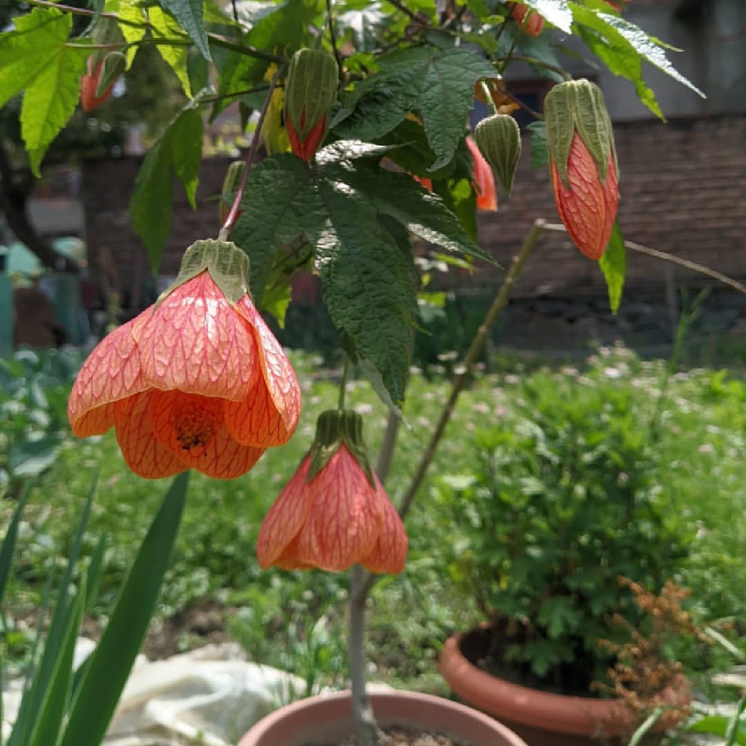 Bright orange Chinese Lantern flower (Abutilon) with delicate petals and green leaves.