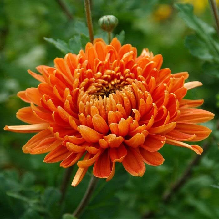 Orange Chrysanthemum flower with delicate petals and green leaves.