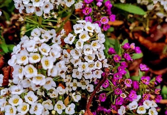 Clear Crystal White Sweet Alyssum: Your Guide to a Beautiful Garden