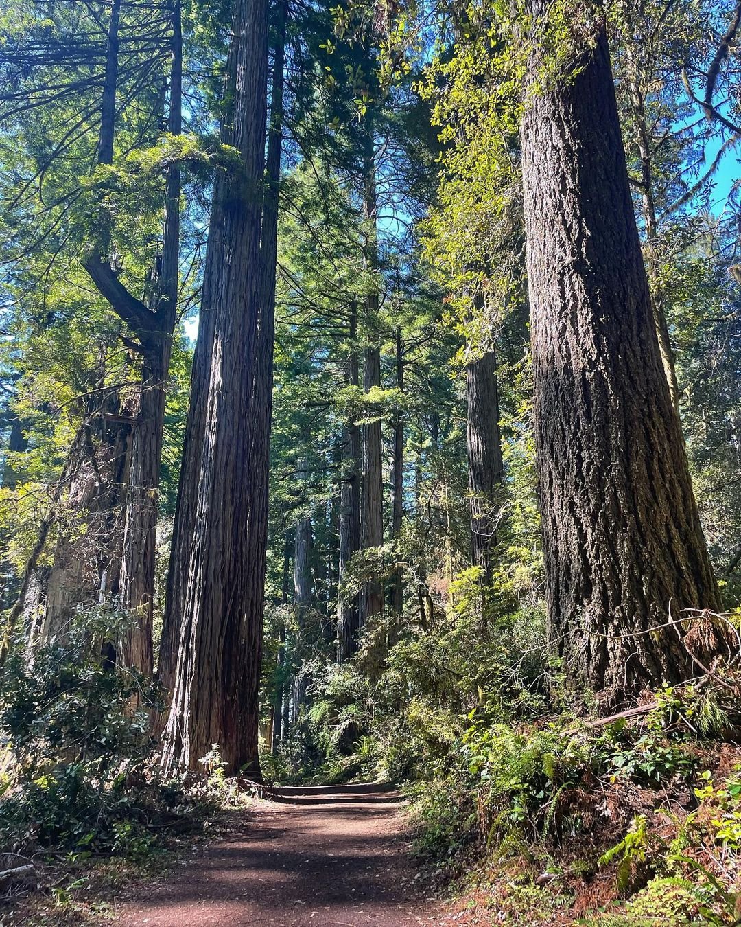 A trail winding through Coast Redwood trees in the woods.