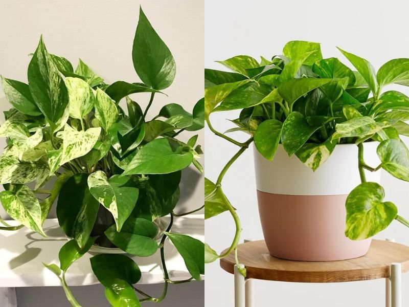 Marble Pothos: Green leaves with white marbling. Golden Pothos: Vibrant green leaves with yellow variegation.


