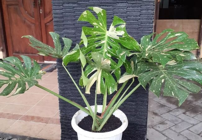 Thai Constellation Monstera: Care Tips and Tricks for Beginners