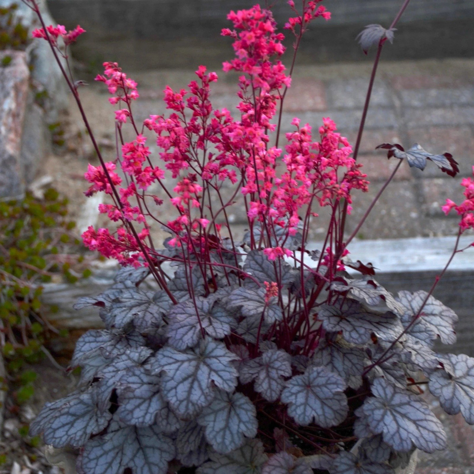 Coral Bells (Heuchera): Vibrant red foliage with delicate white flowers on slender stems.

