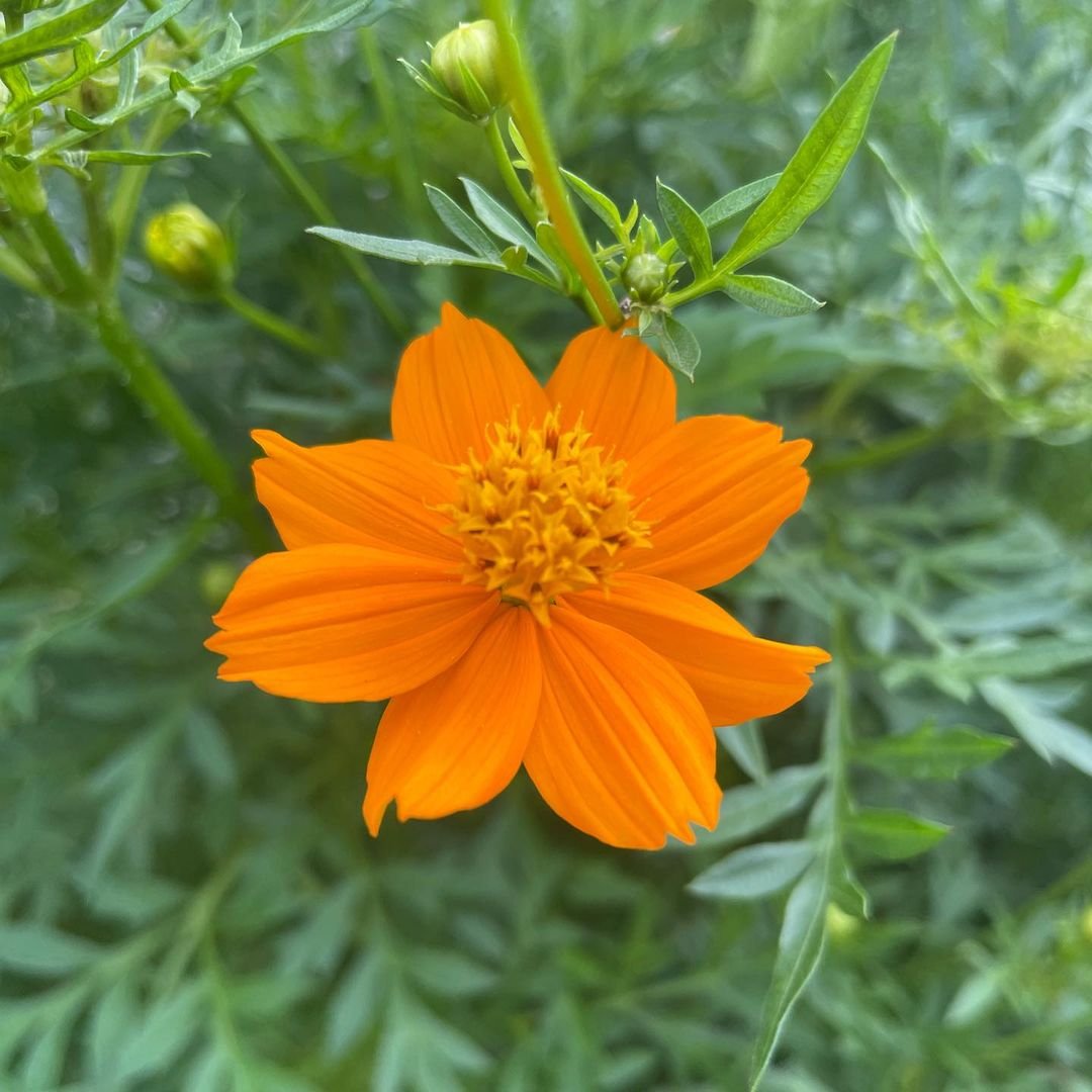 Orange Cosmos (Cosmos sulphureus) - vibrant orange flowers with yellow centers, blooming in a garden.

