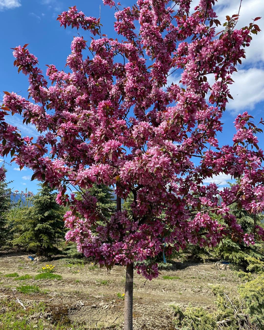 Pink crabapple tree blossoming in field.