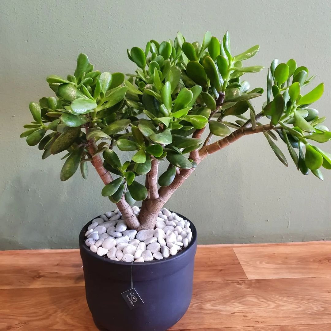 A potted Crassula ovata plant with rocks and gravel on a table.