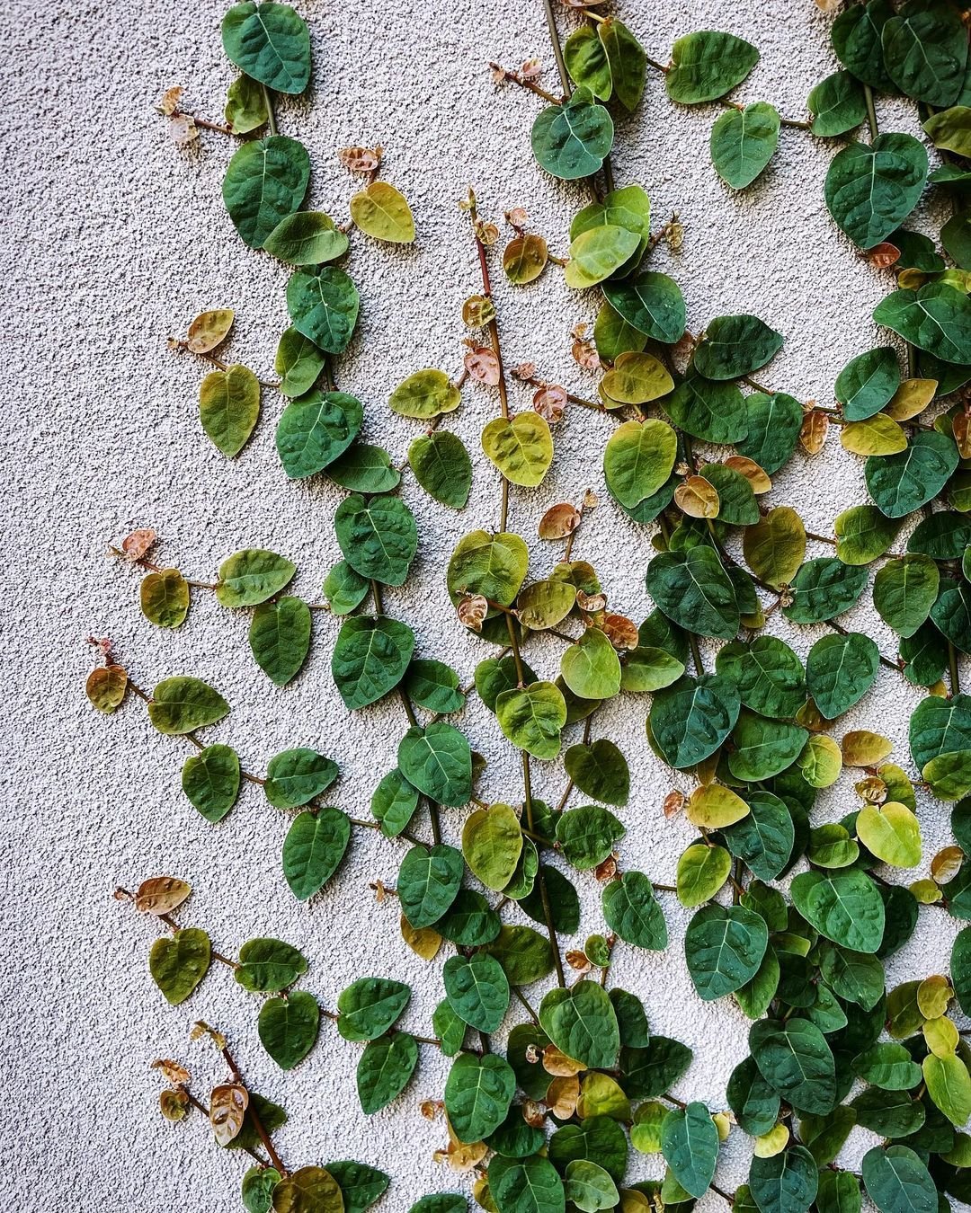 Green ivy climbing wall, Creeping Fig (Ficus pumila) ground cover plants.