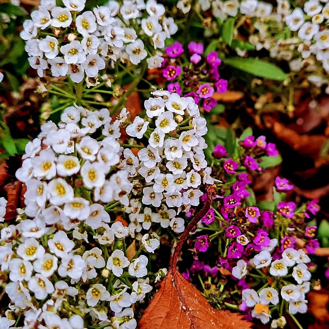 Close up of Crystal White Sweet Alyssum flowers in white and purple hues.