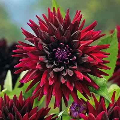 Dark red Black Wizard Dahlia flower in close-up.