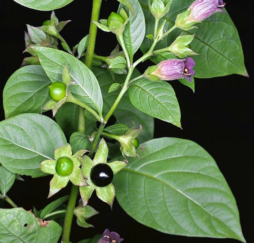  Green leaves and purple flowers of Deadly Nightshade plant (Atropa belladonna).