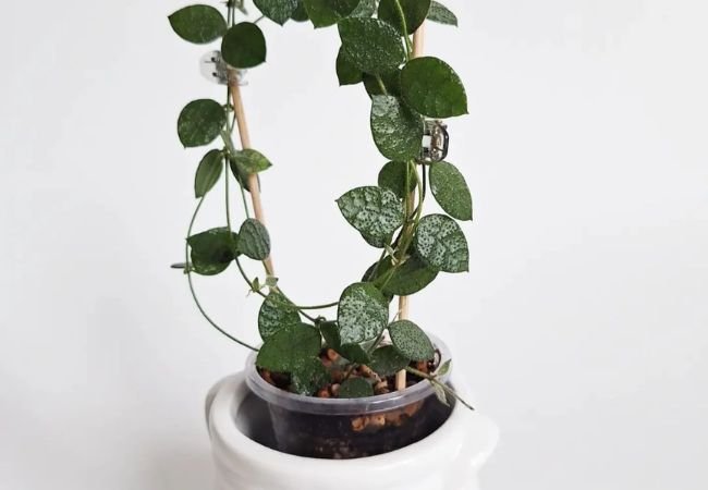 Dischidia hirsuta ‘Red Leaf’: Care Tips and Growth Secrets