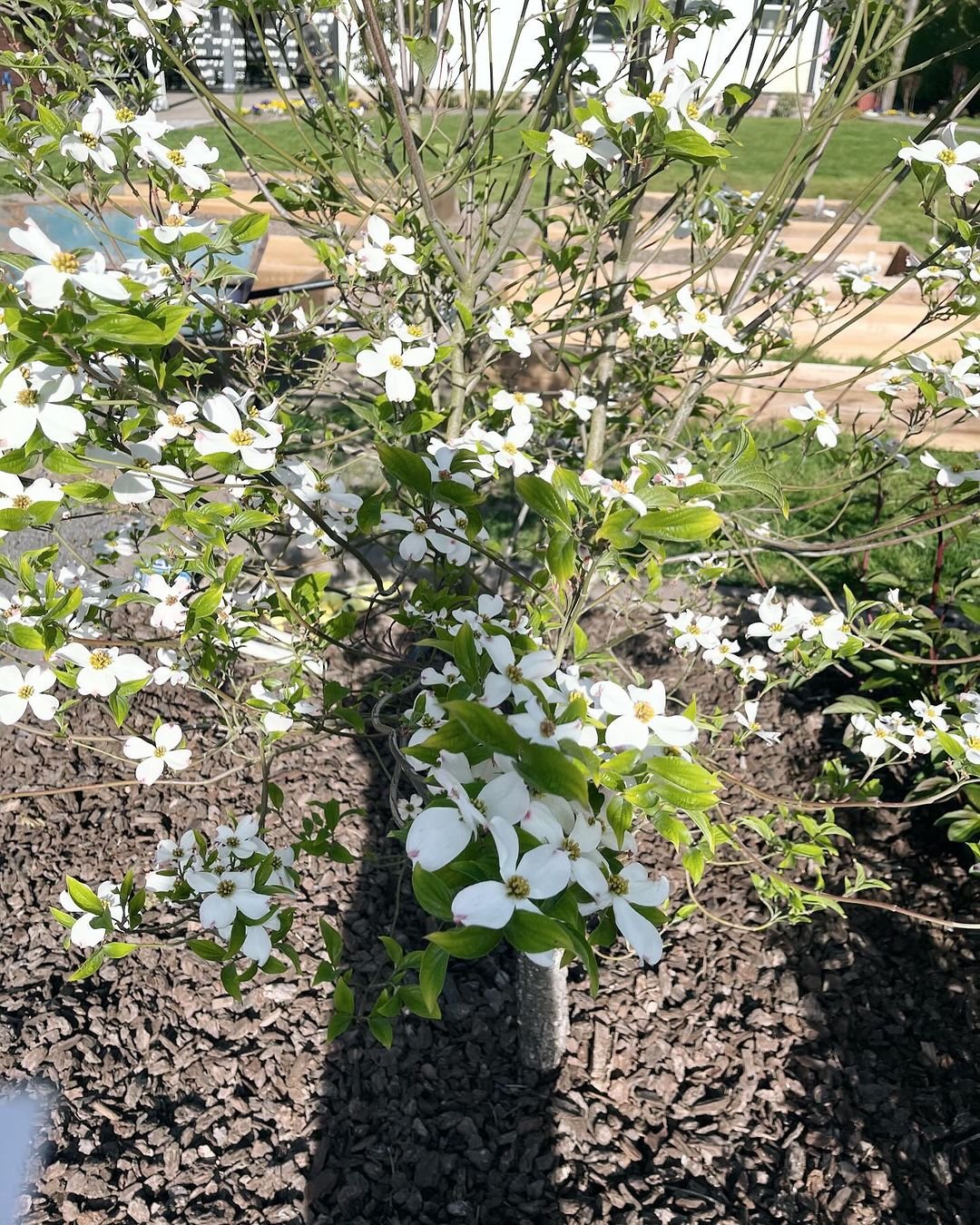 Dogwood tree featuring white flowers and heart-shaped leaves.