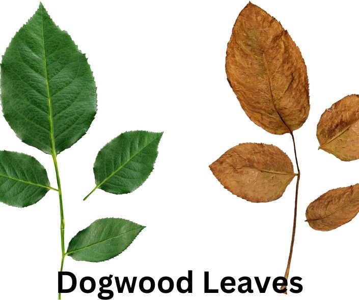 Dogwood leaves in various colors, showcasing their unique shapes and vibrant hues.