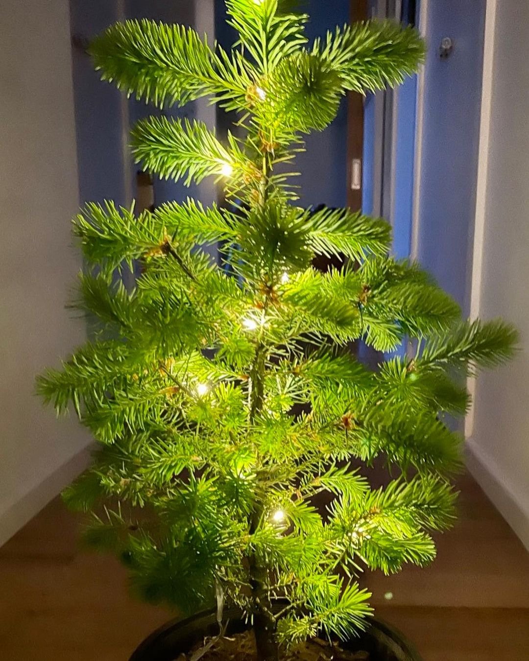 Small Douglas Fir tree adorned with twinkling lights.