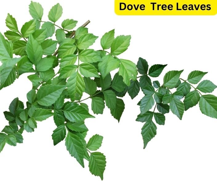 eaves of the dove tree, known for their unique shape resembling doves, add beauty to the landscape.