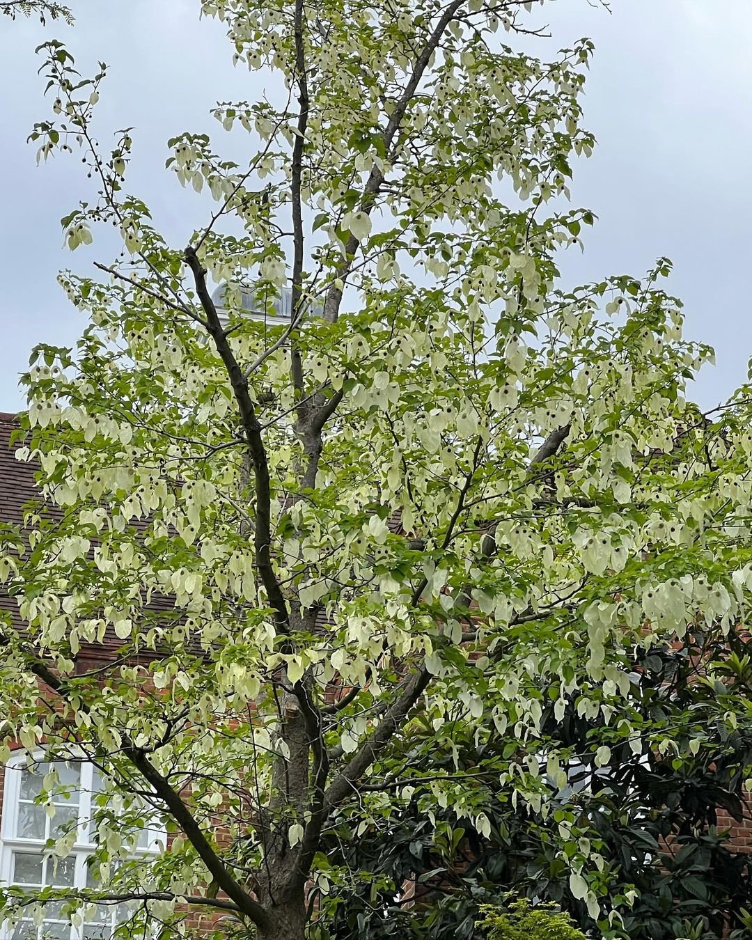 A tree with white flowers in front of a brick building. The tree has Dove Tree shape leaves.