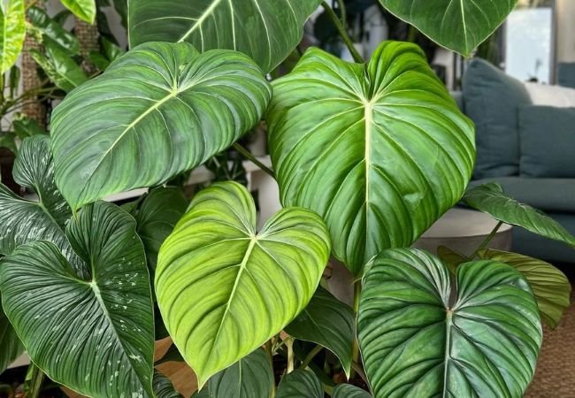 Easy Philodendron Plant Care: A Beginner’s Guide