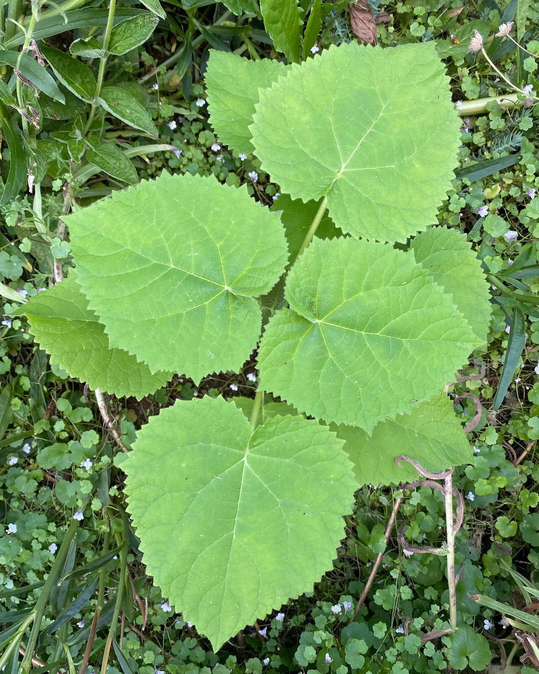 A close-up of a heart-shaped green leaf from an Empress Tree (Paulownia tomentosa) lying on the ground.