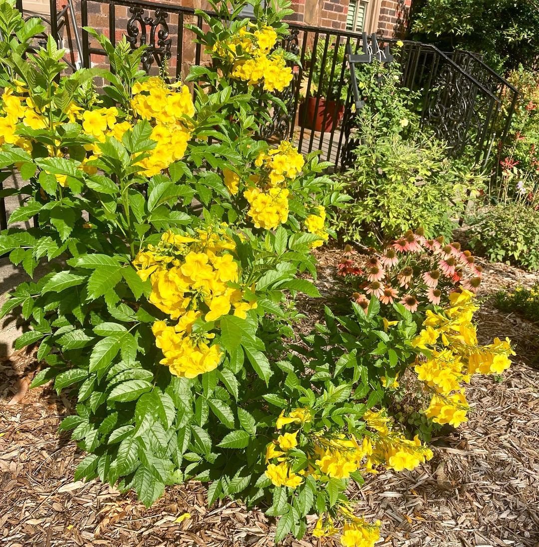 Esperanza Plant: A vibrant yellow flowering plant with green leaves, adding a pop of color to any garden or indoor space.

