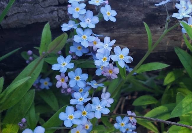 Forget-Me-Not (Myosotis sylvatica): A small blue flower with five petals and yellow centers, growing in clusters.


