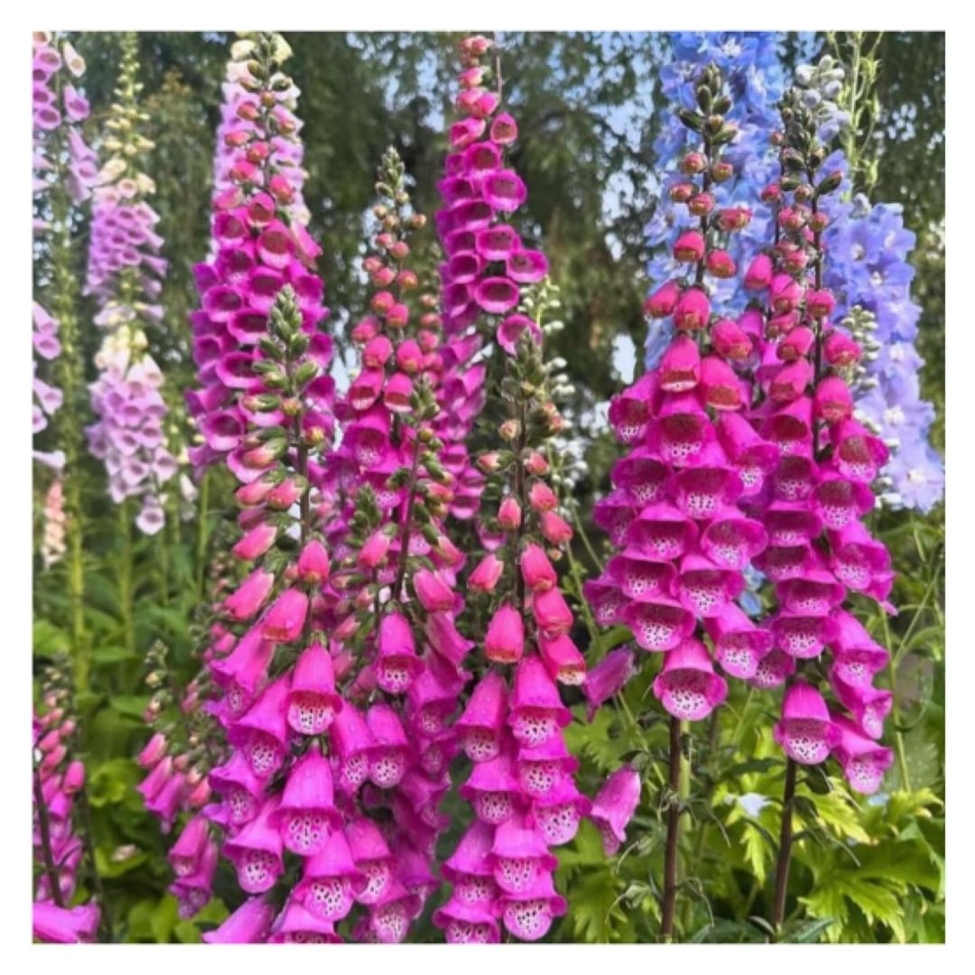 A vibrant cluster of pink and purple Foxglove flowers, creating a stunning display of colors in nature's garden.