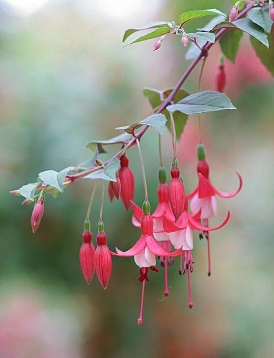 Bright fuchsia flower with delicate petals and green leaves.